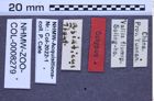 Etikette zu Dicronychus asiaticus (NHMW-ZOO-COL-0008279)